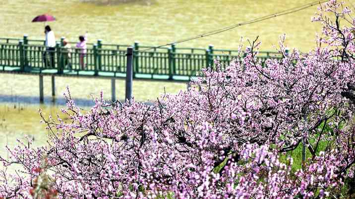 “农商文旅体”释放多“彩”活力 多样消费激活“春日经济”一池春水