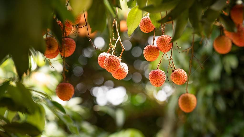 文旅融合助力荔枝产业华丽转身