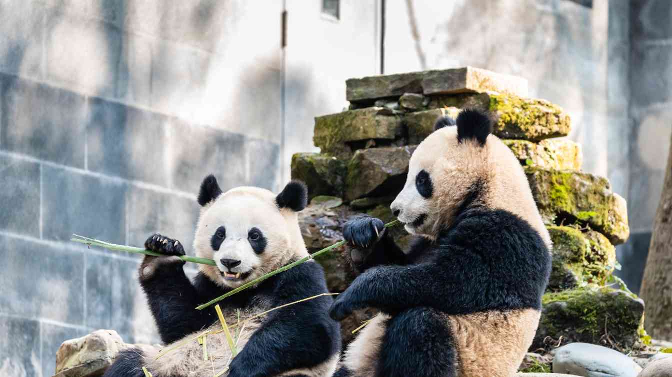 四川雅安文旅的“破圈”之道――从“椟中玉”到“天下知”