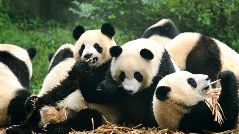 2026年版团队旅游合同发布 明确购物活动和另行付费旅游项目规则